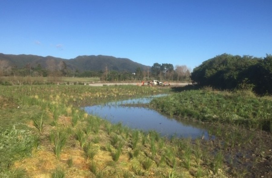 BelmontWetlandStage2planting