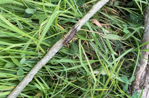 A weta sits on a willow stick, which lies on long grass.